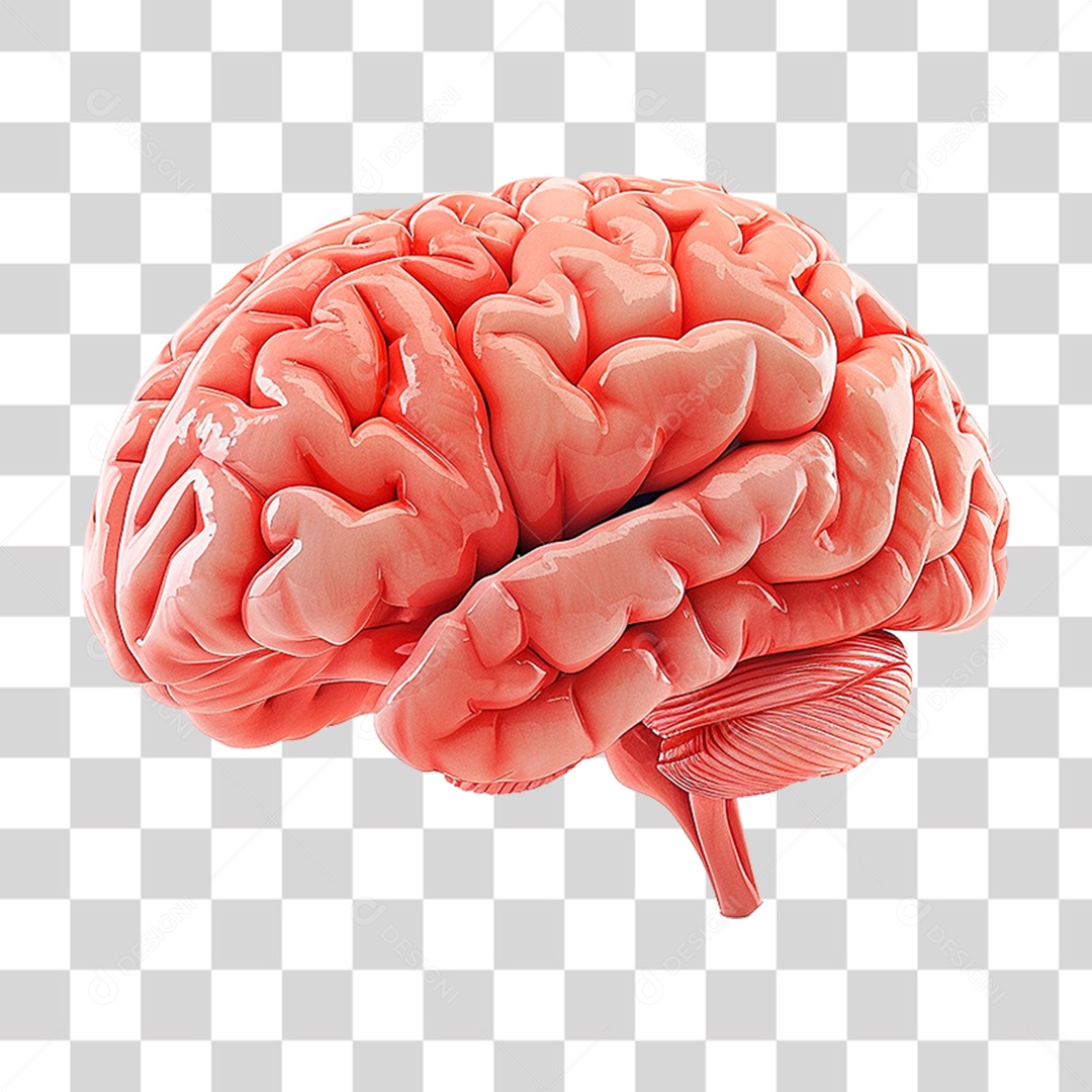 Cérebro Humano PNG Transparente