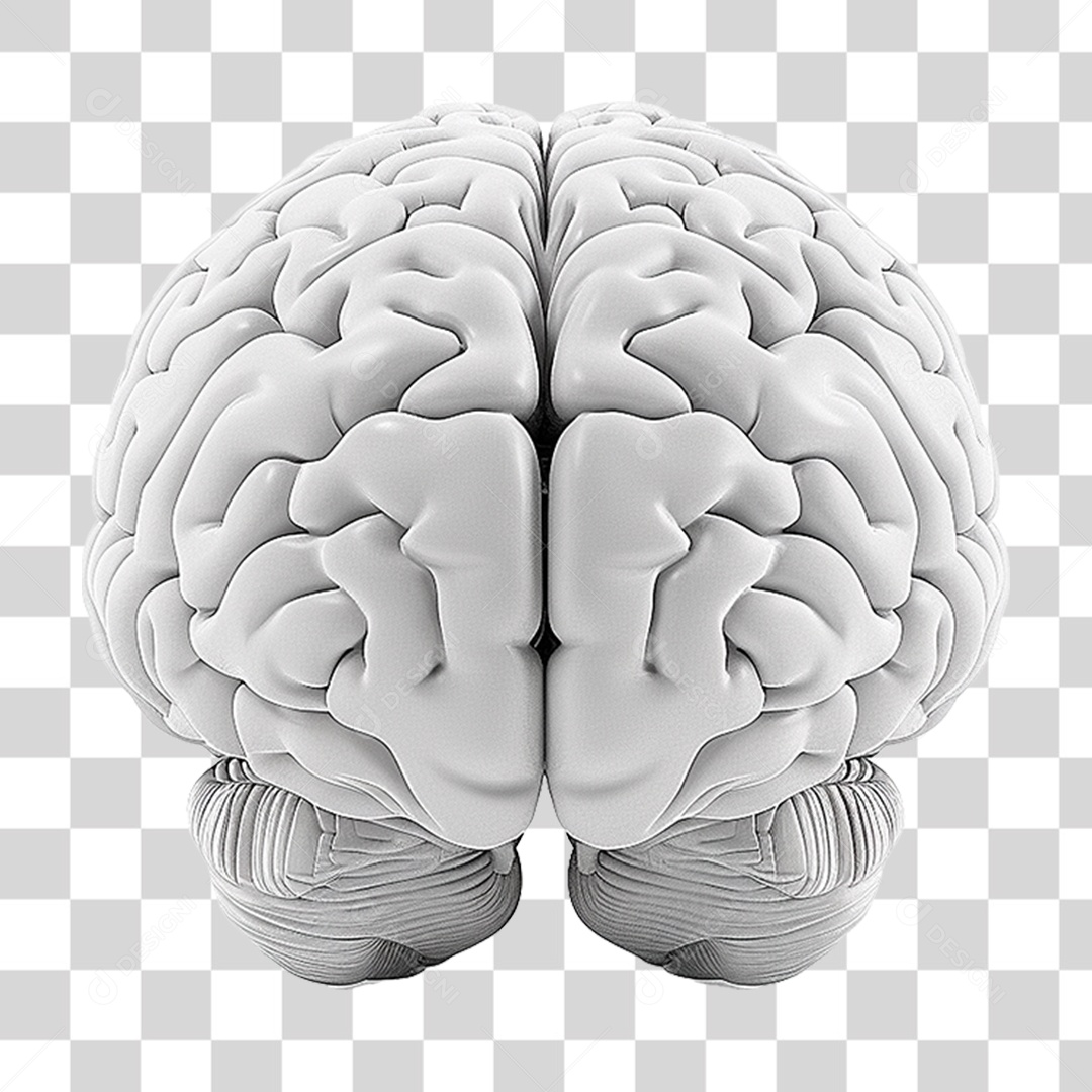 Cérebro Branco PNG Transparente