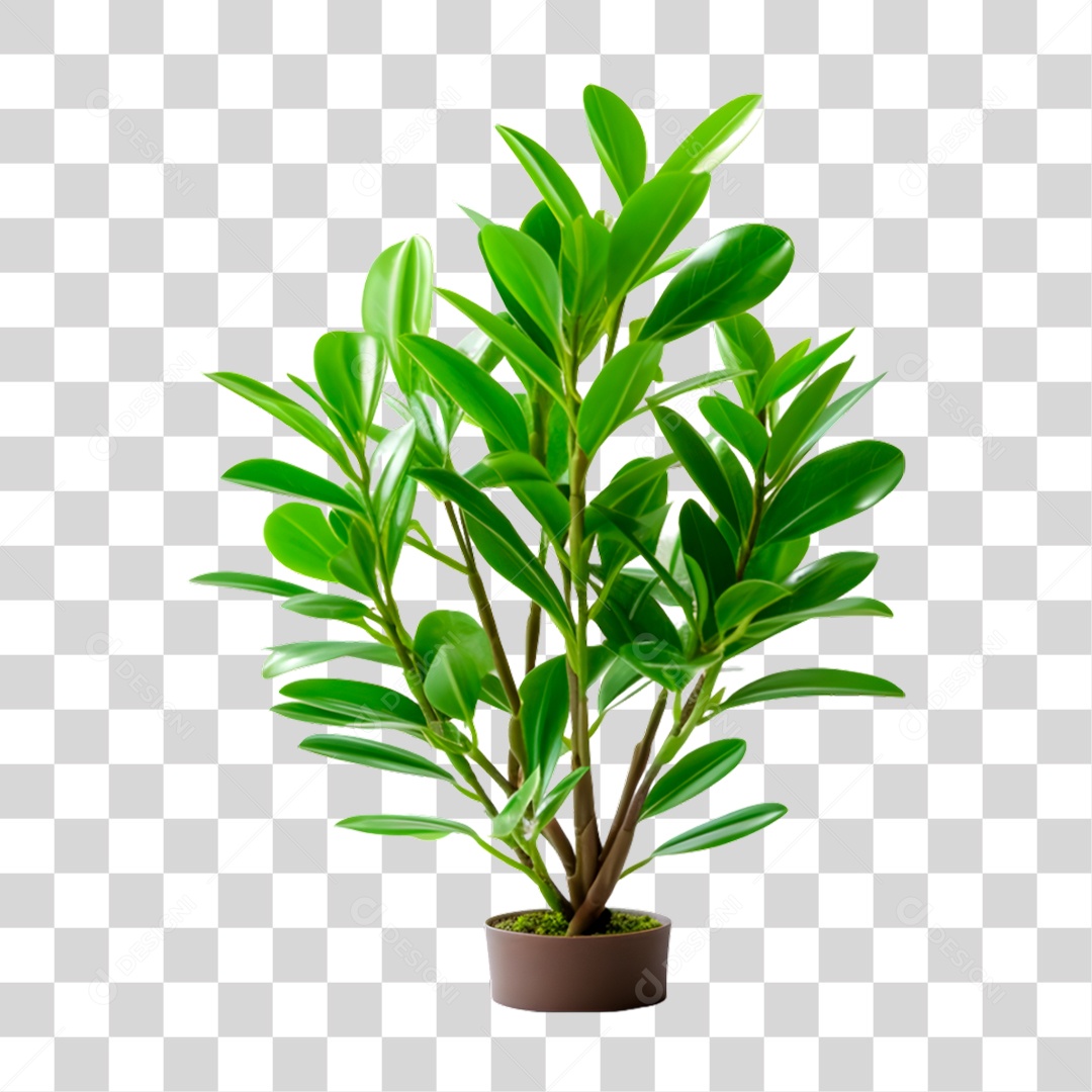 Planta PNG Transparente