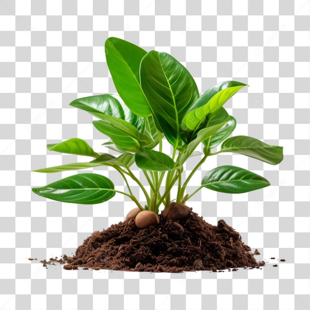 Planta PNG Transparente