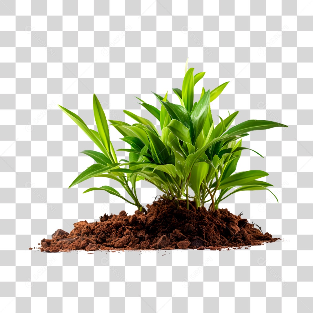 Planta PNG Transparente