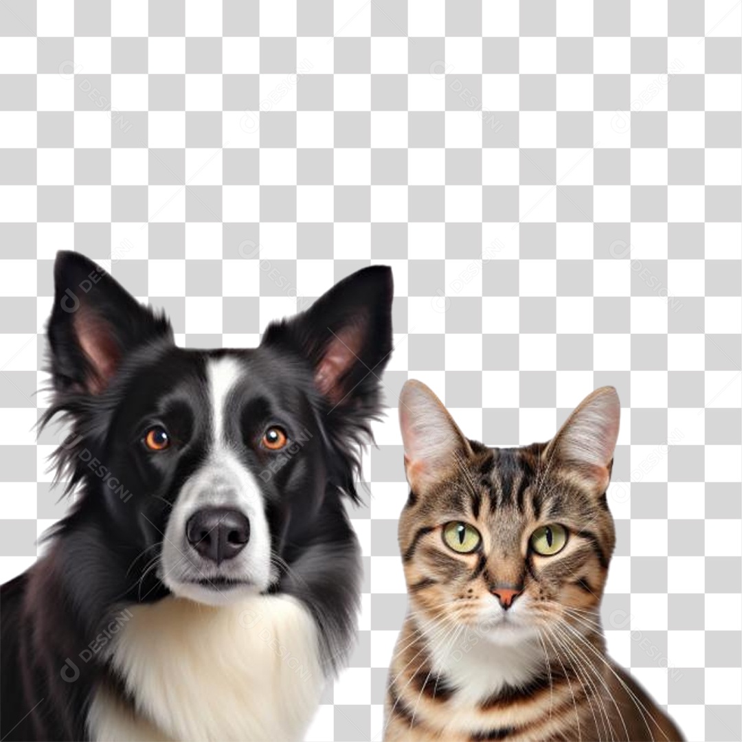 Cachorro e Gato PNG Transparente