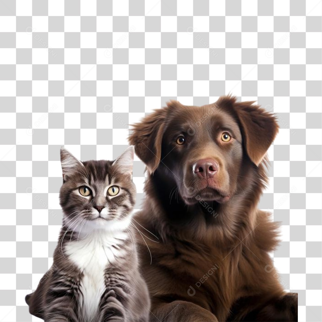Cachorro e Gato PNG Transparente