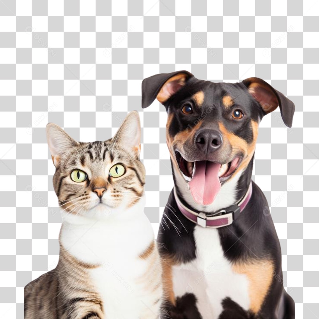 Cachorro e Gato PNG Transparente