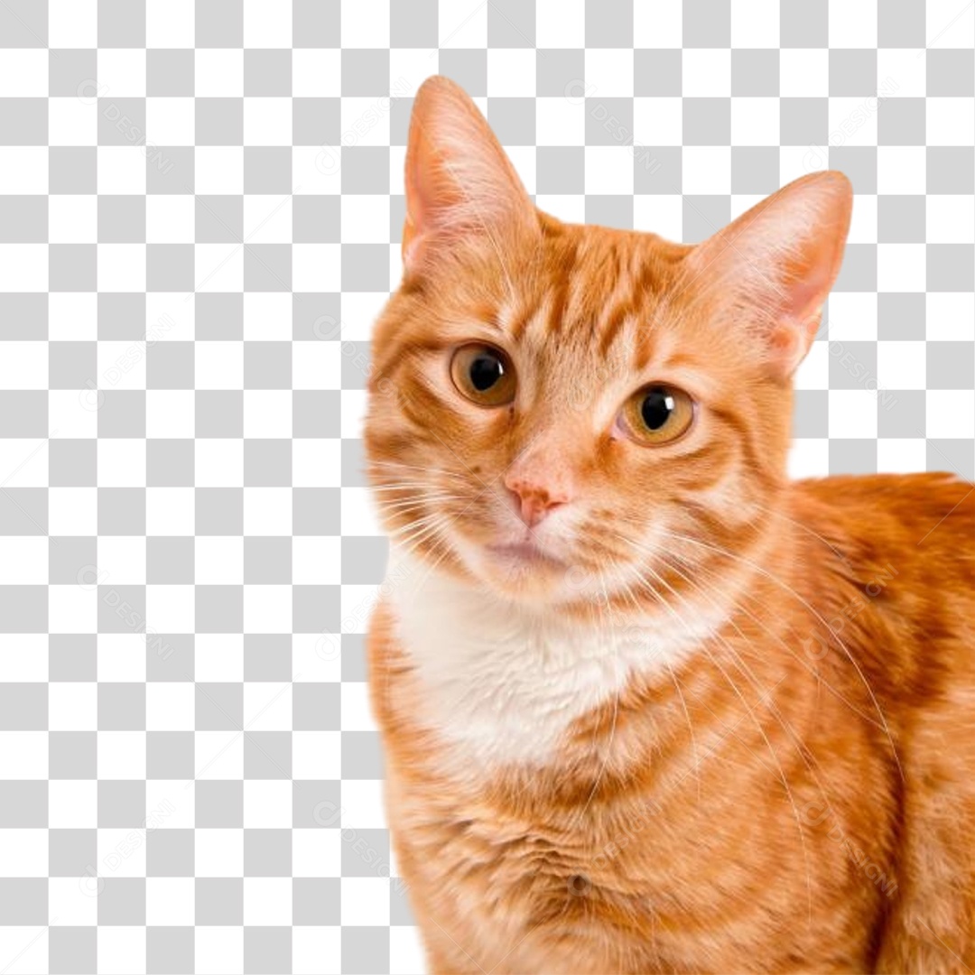 Gato Animal Pet PNG Transparente