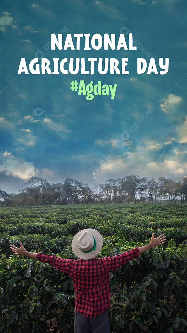 Agricultor trabalhando no campo de café ao pôr do sol