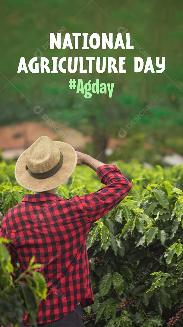 Agricultor trabalhando no campo de café ao pôr do sol