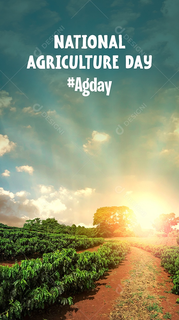 Agricultor trabalhando no campo de café ao pôr do sol