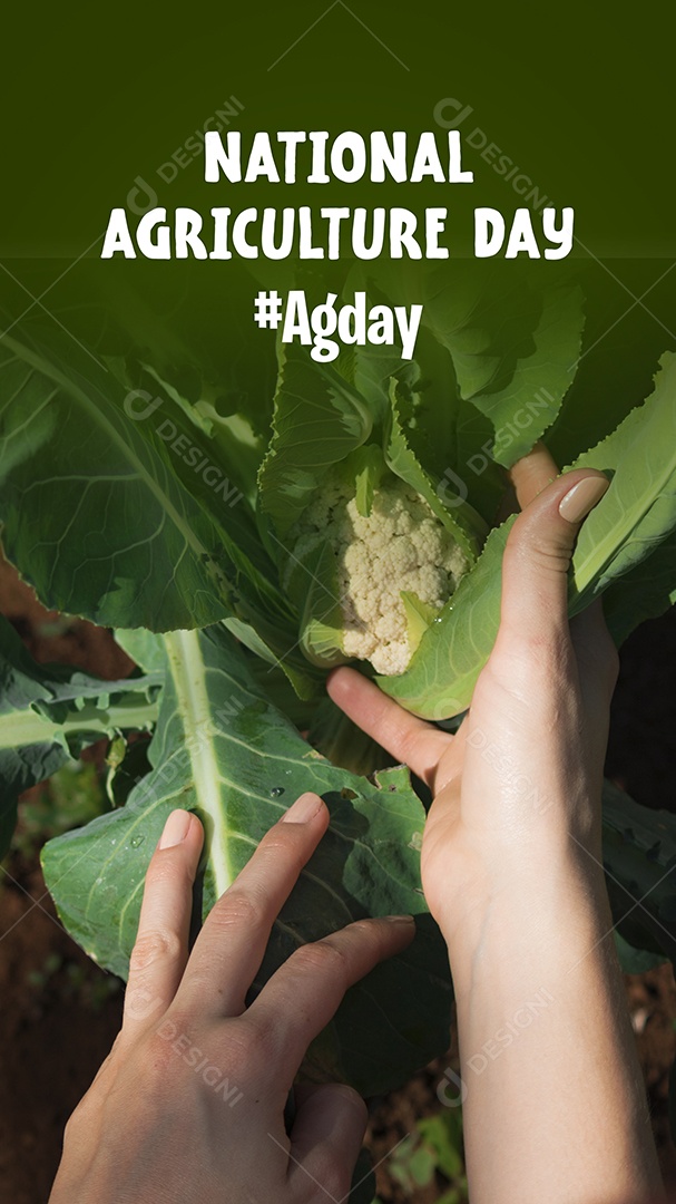Agricultor trabalhando no campo de café ao pôr do sol