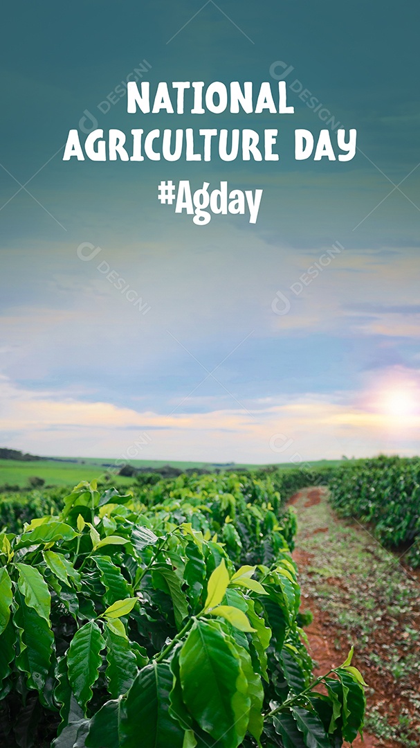 Agricultor trabalhando no campo de café ao pôr do sol