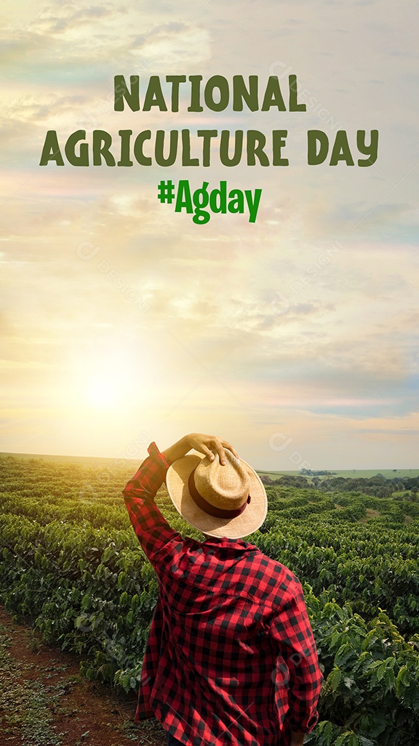 Agricultor trabalhando no campo de café ao pôr do sol