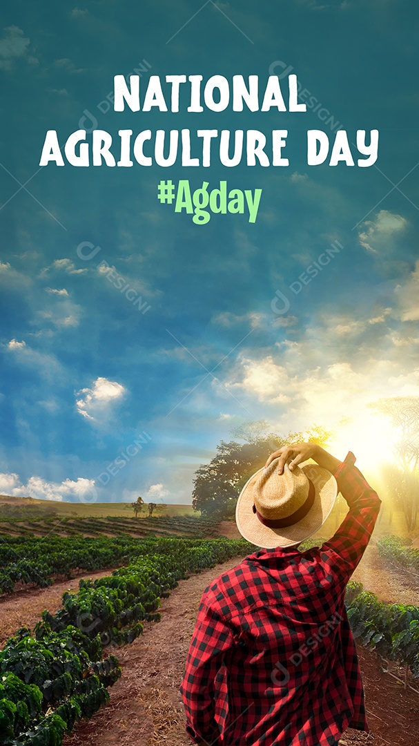 Agricultor trabalhando no campo de café ao pôr do sol