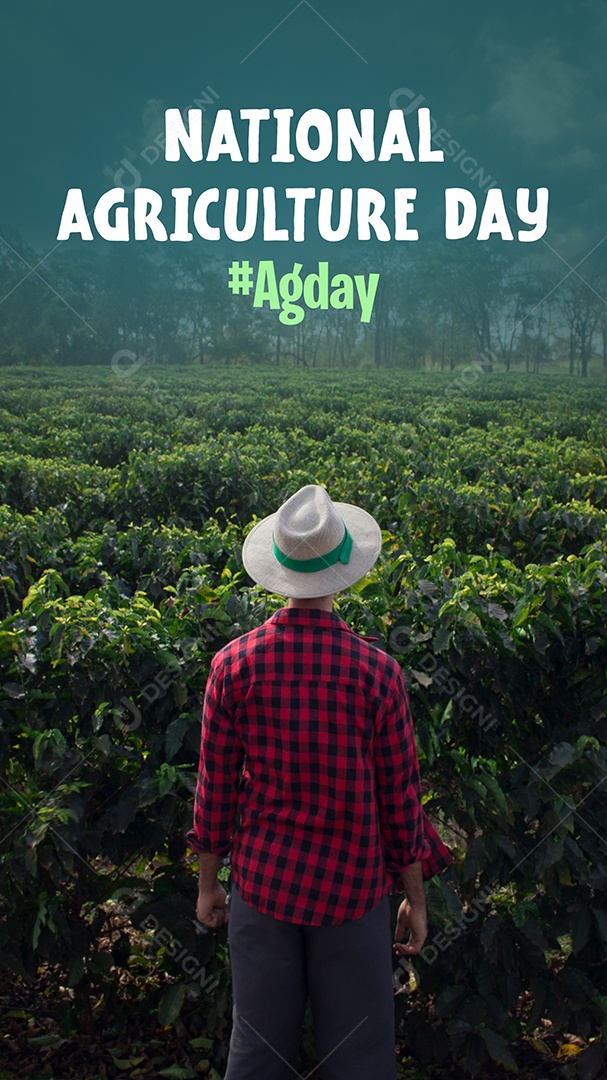 Agricultor trabalhando no campo de café ao pôr do sol