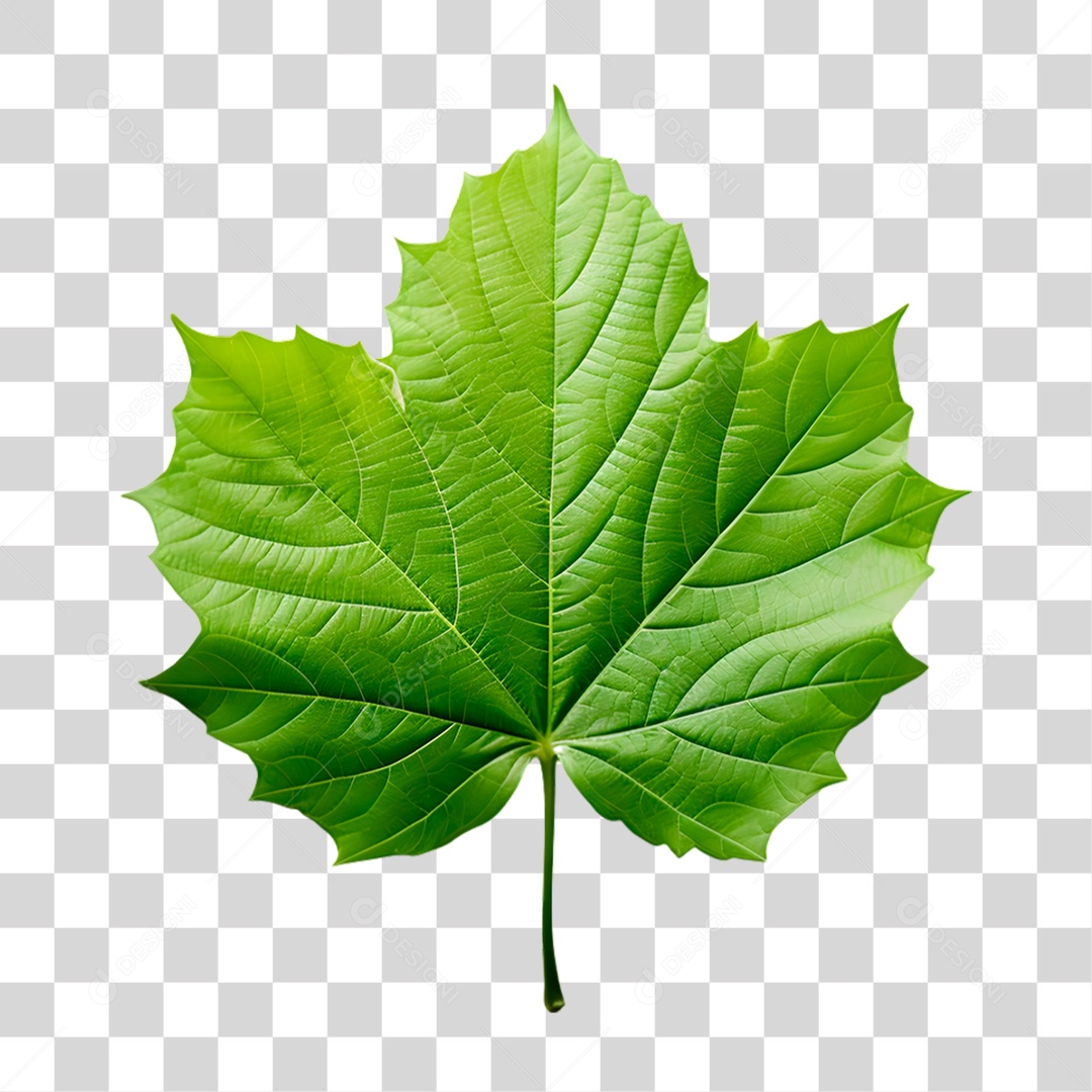 Folha Verde PNG Transparente