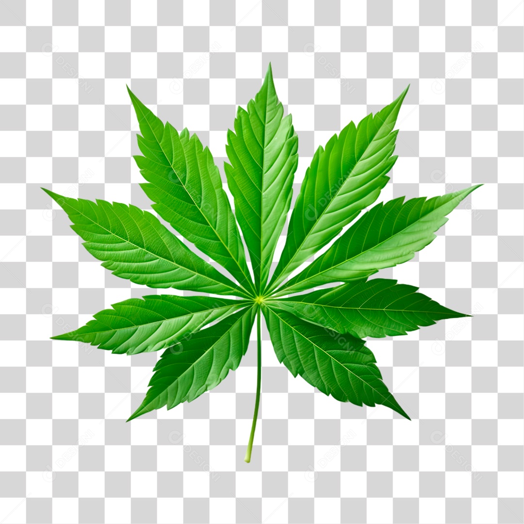 Folha Verde PNG Transparente
