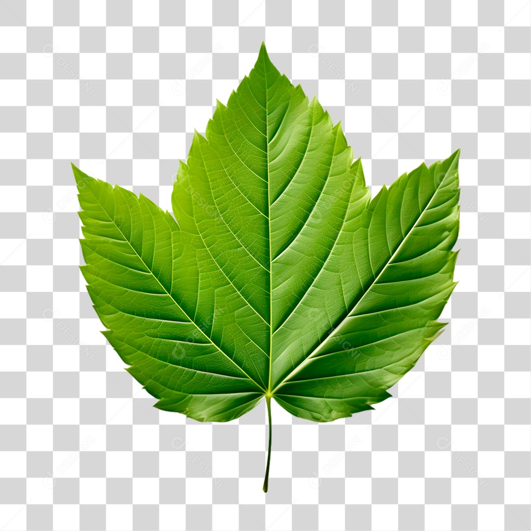 Folha Verde PNG Transparente