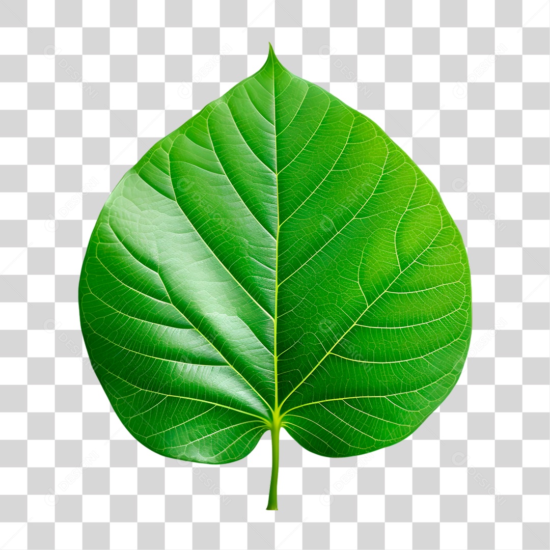 Folha Verde PNG Transparente