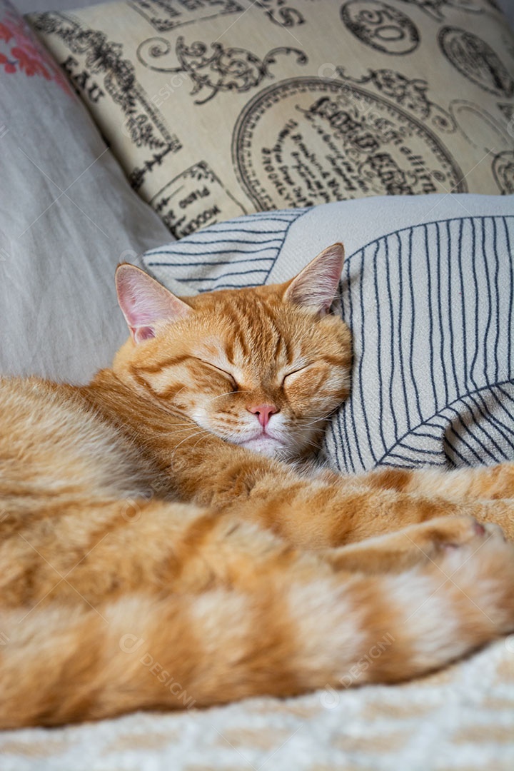 Lindo gato malhado laranja dormindo na cama
