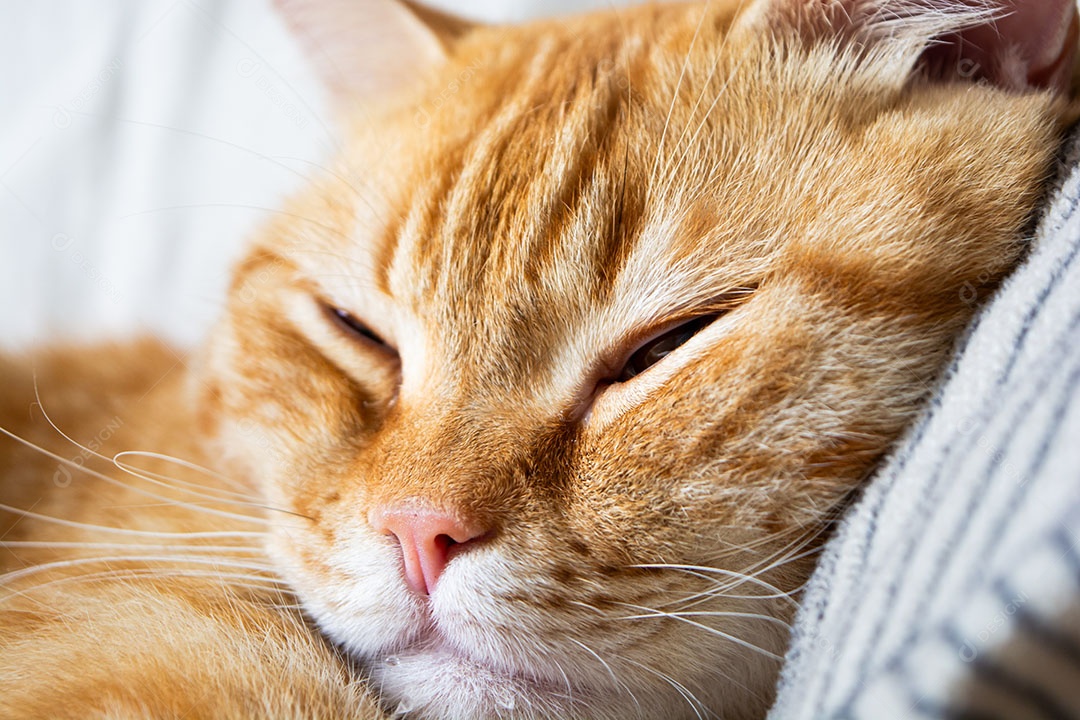 Lindo gato malhado laranja dormindo na cama
