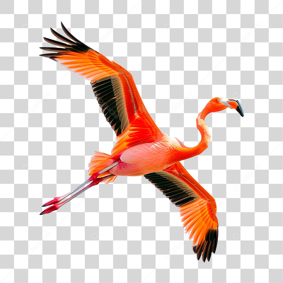 Flamingo PNG Transparente