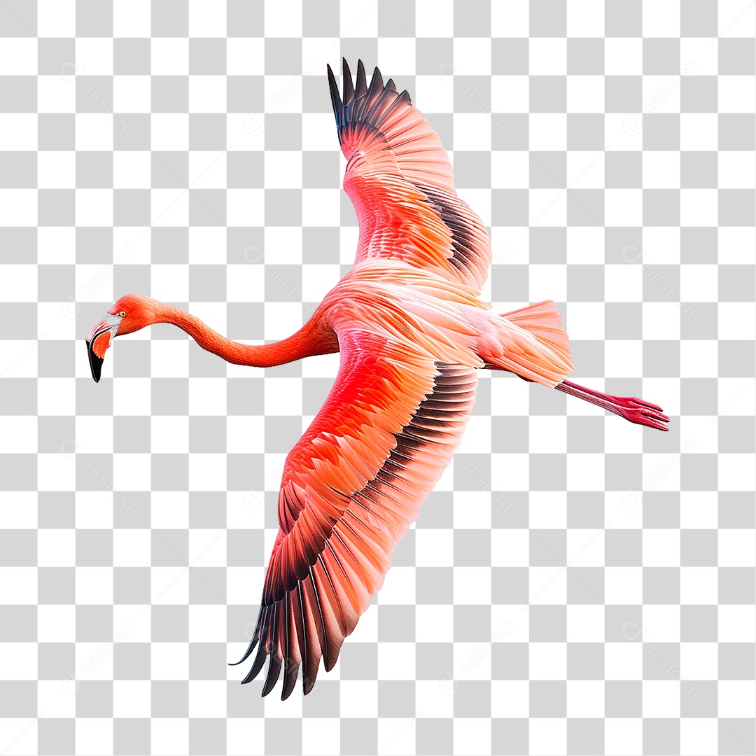 Flamingo Pássaro Ave Pernalta Bico Penas Vermelha PNG Transparente