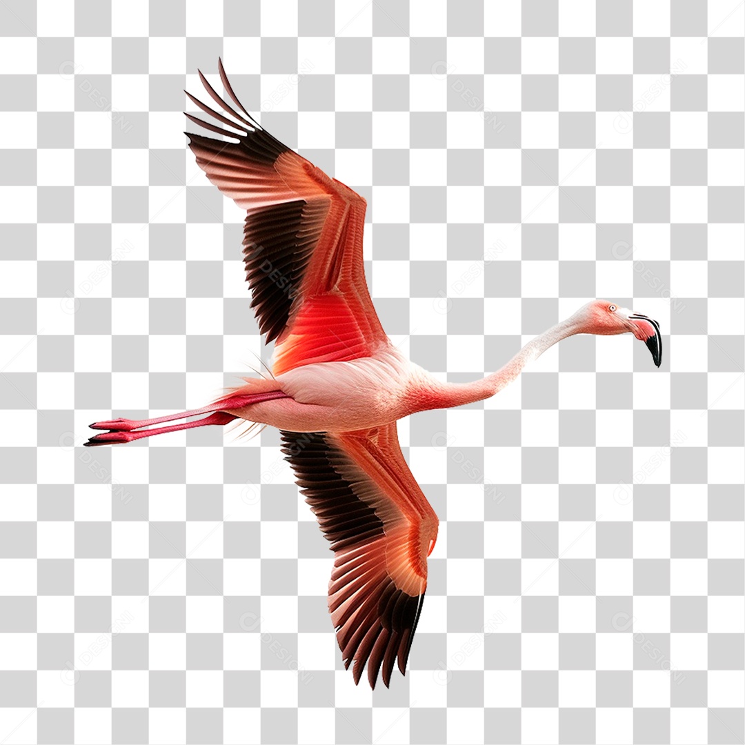 Flamingo PNG Transparente
