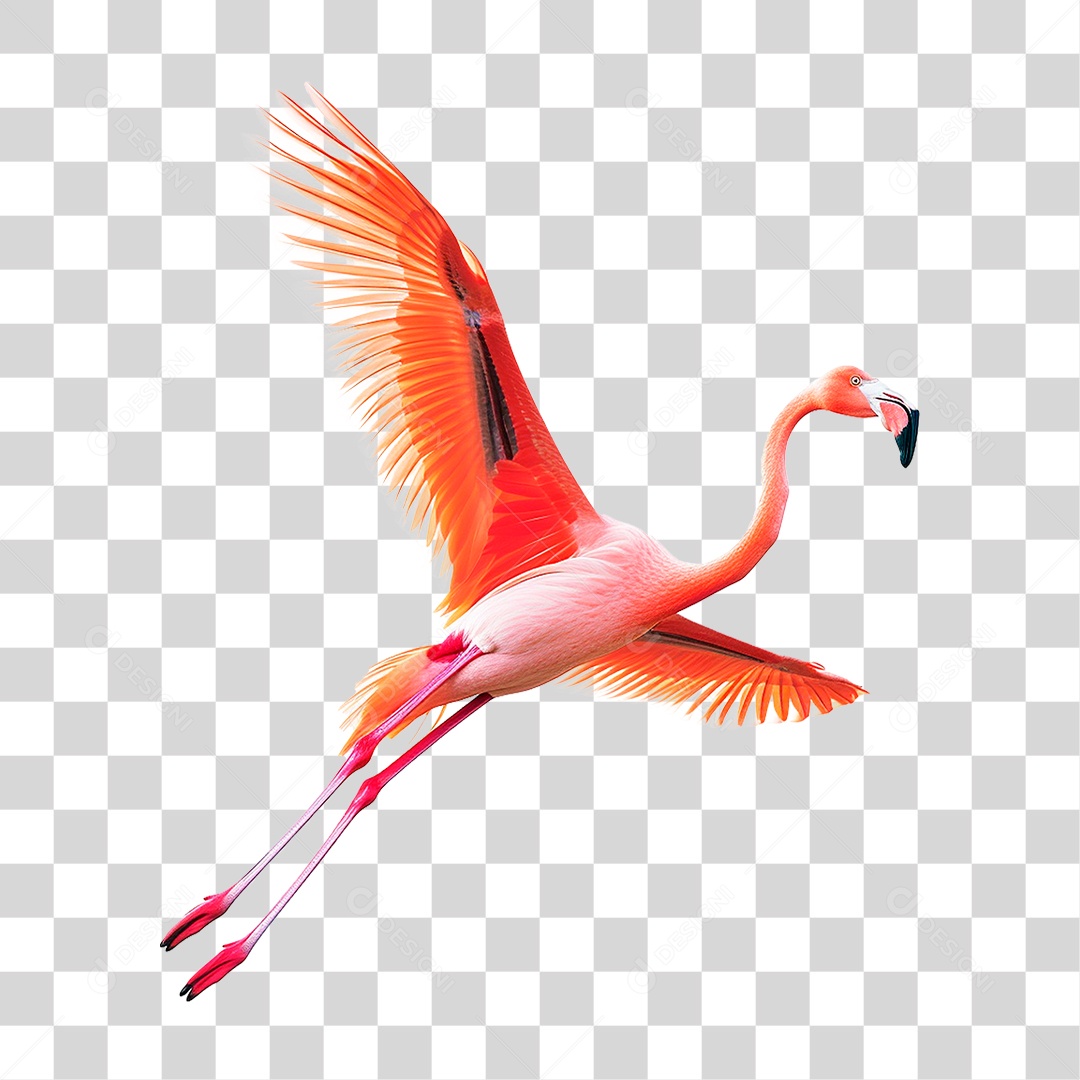 Flamingo PNG Transparente