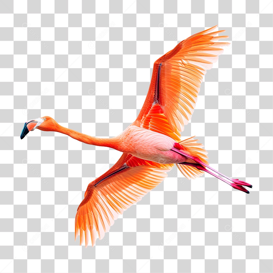 Flamingo PNG Transparente