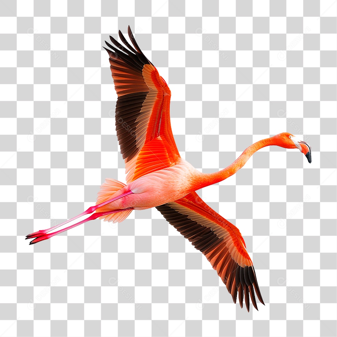 Flamingo PNG Transparente