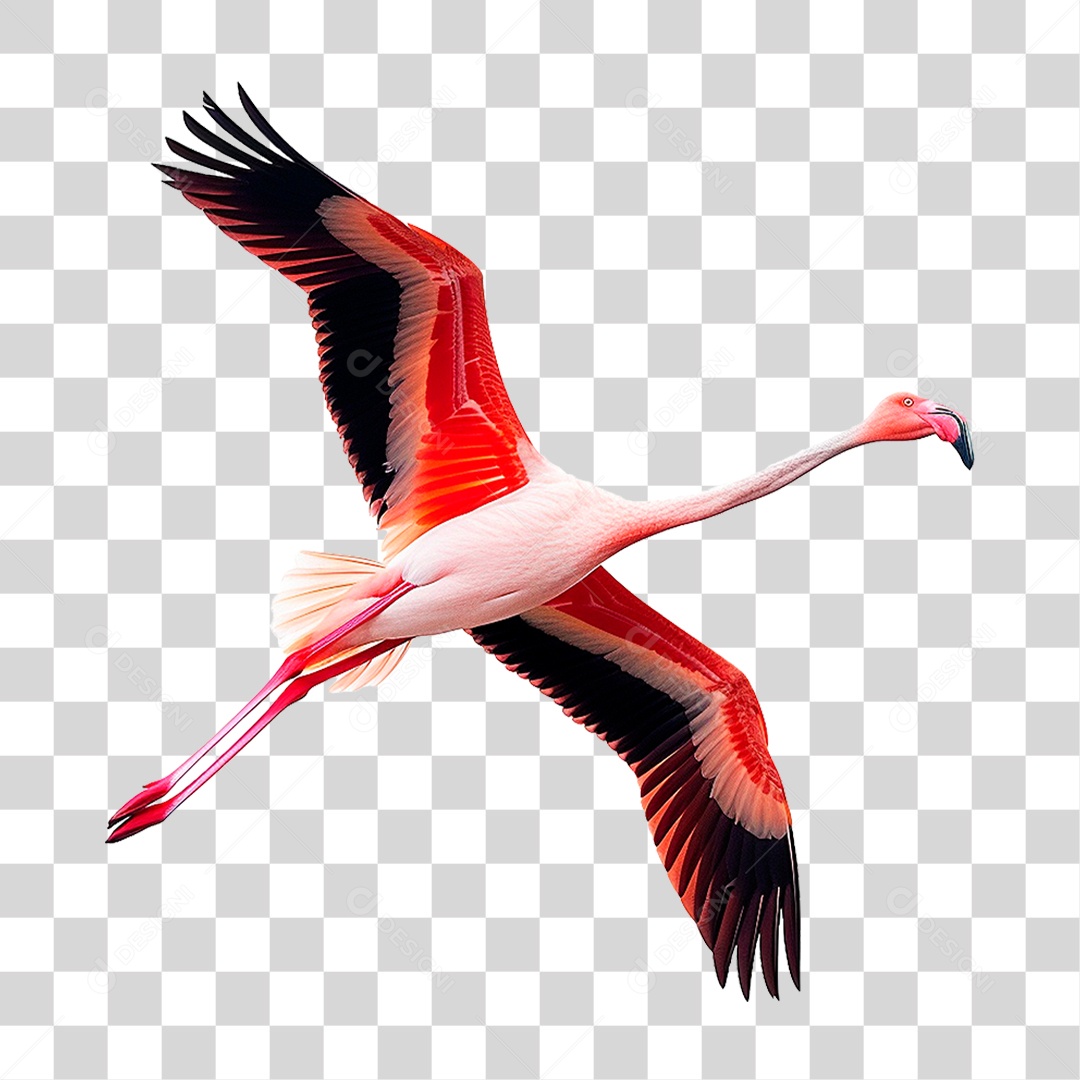 Flamingo PNG Transparente