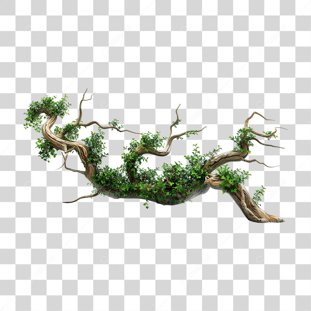 Galho de Bonsai PNG Transparente