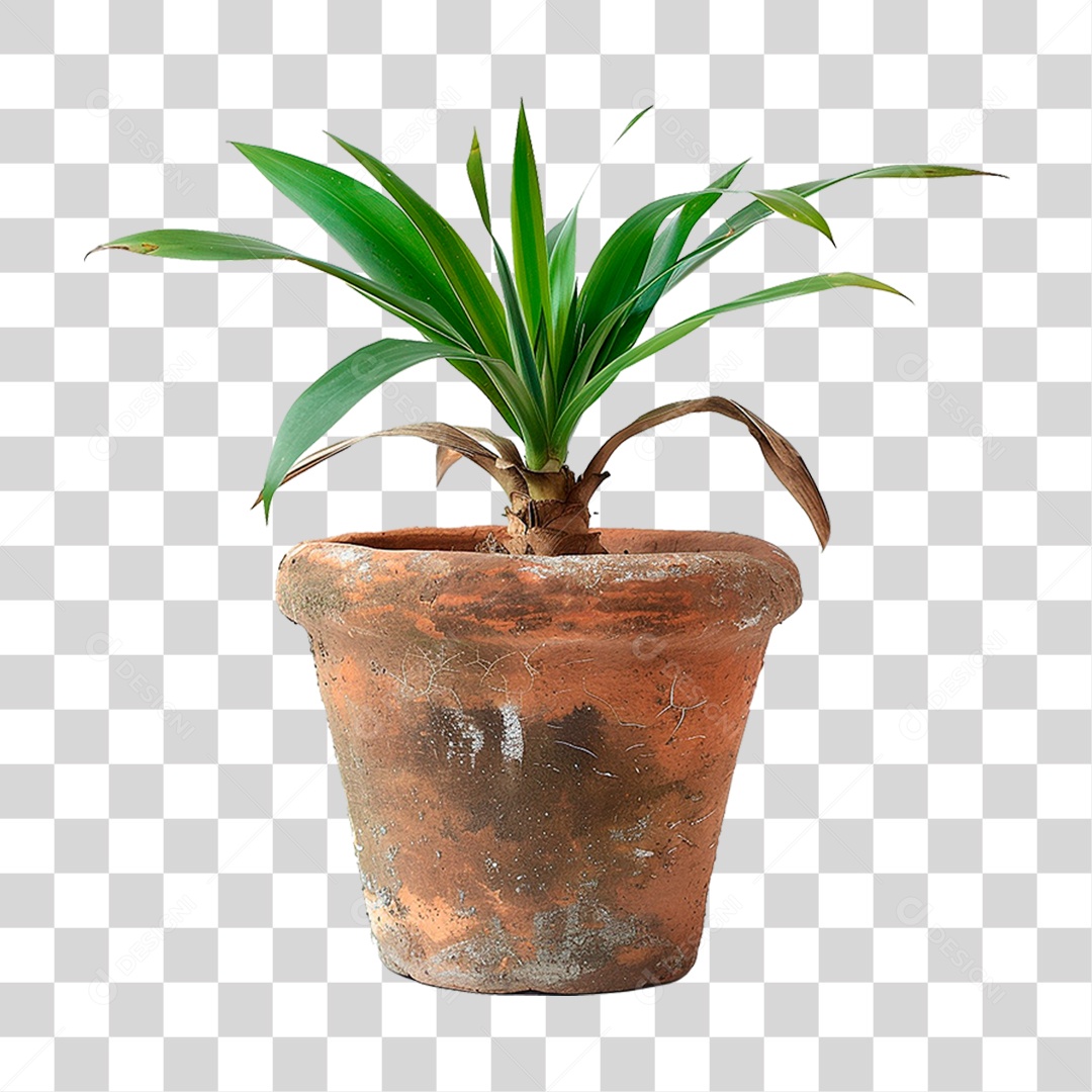 Planta no Vazo PNG Transparente