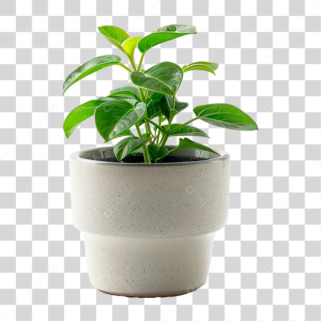 Vazo de Planta PNG Transparente