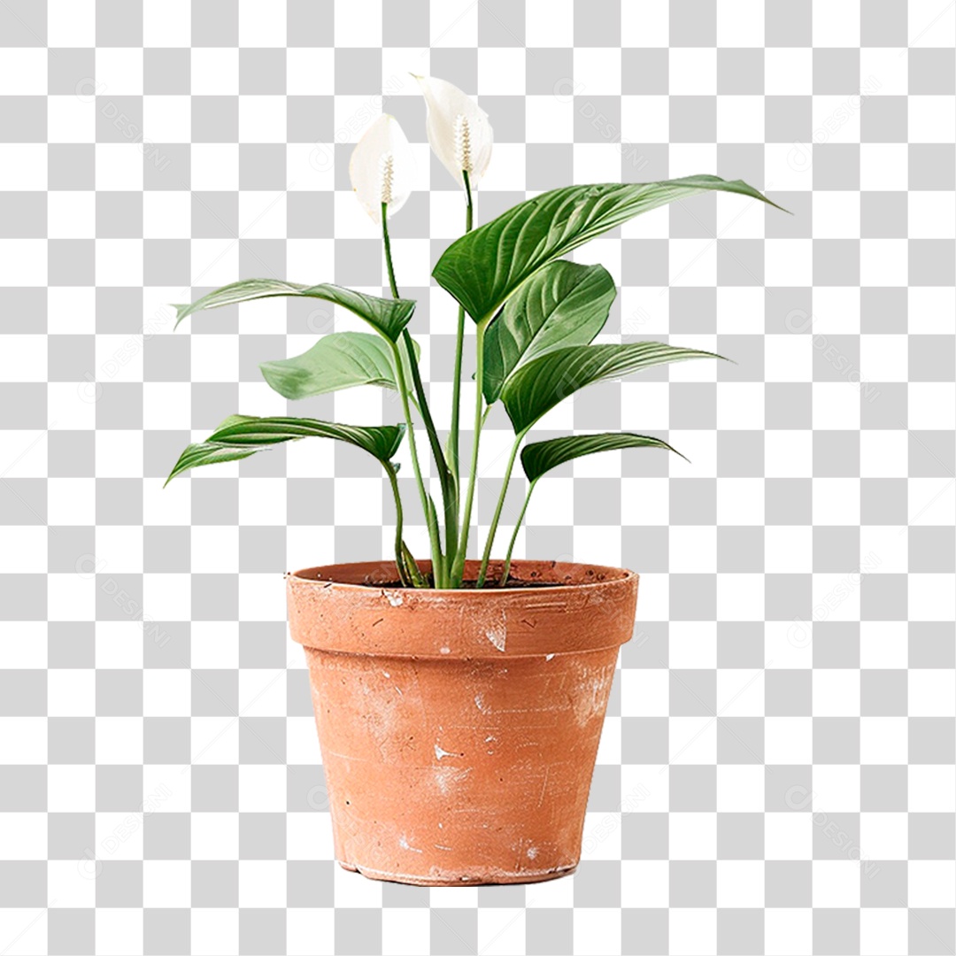 Vazo de Planta PNG Transparente