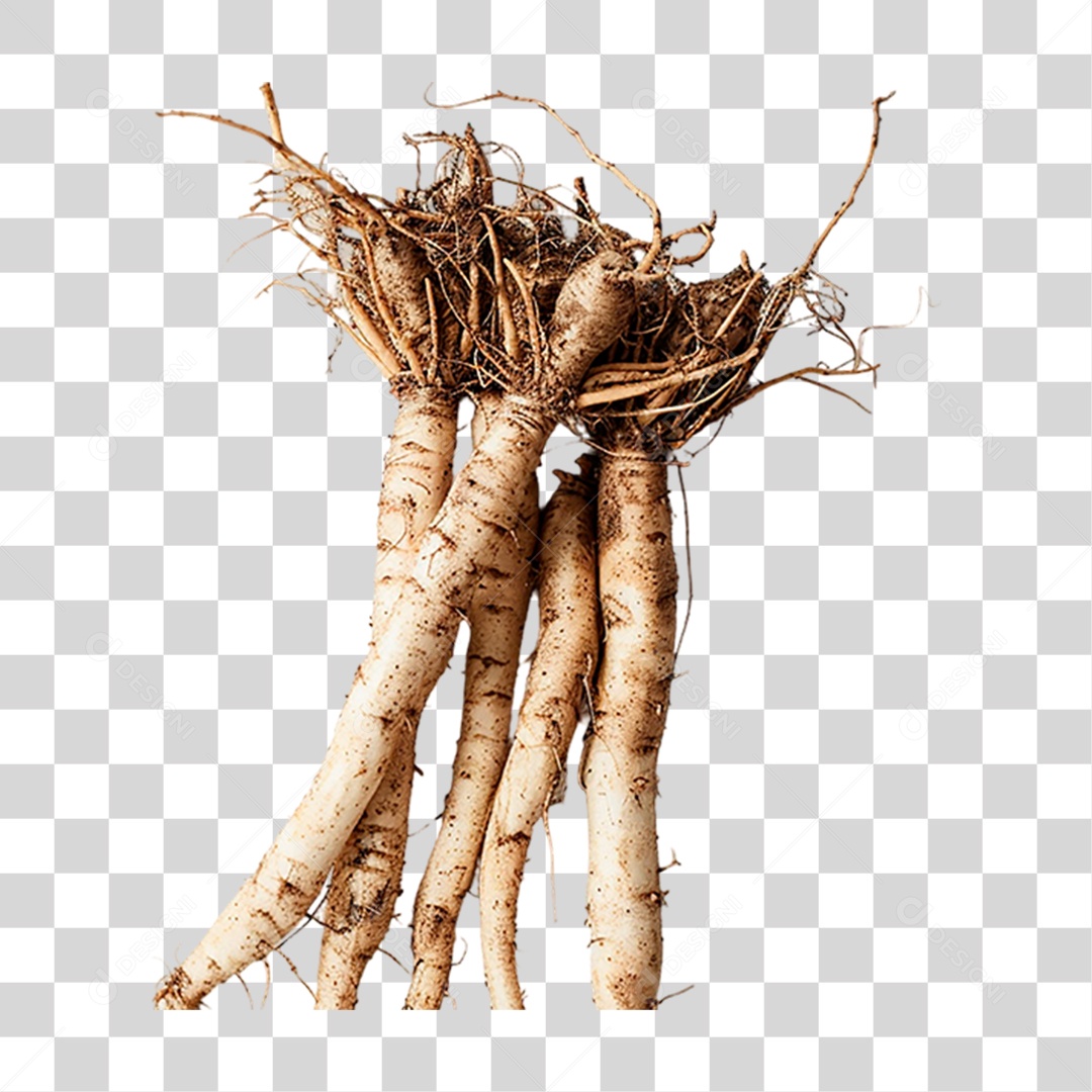 Raízes de Bardana PNG Transparente