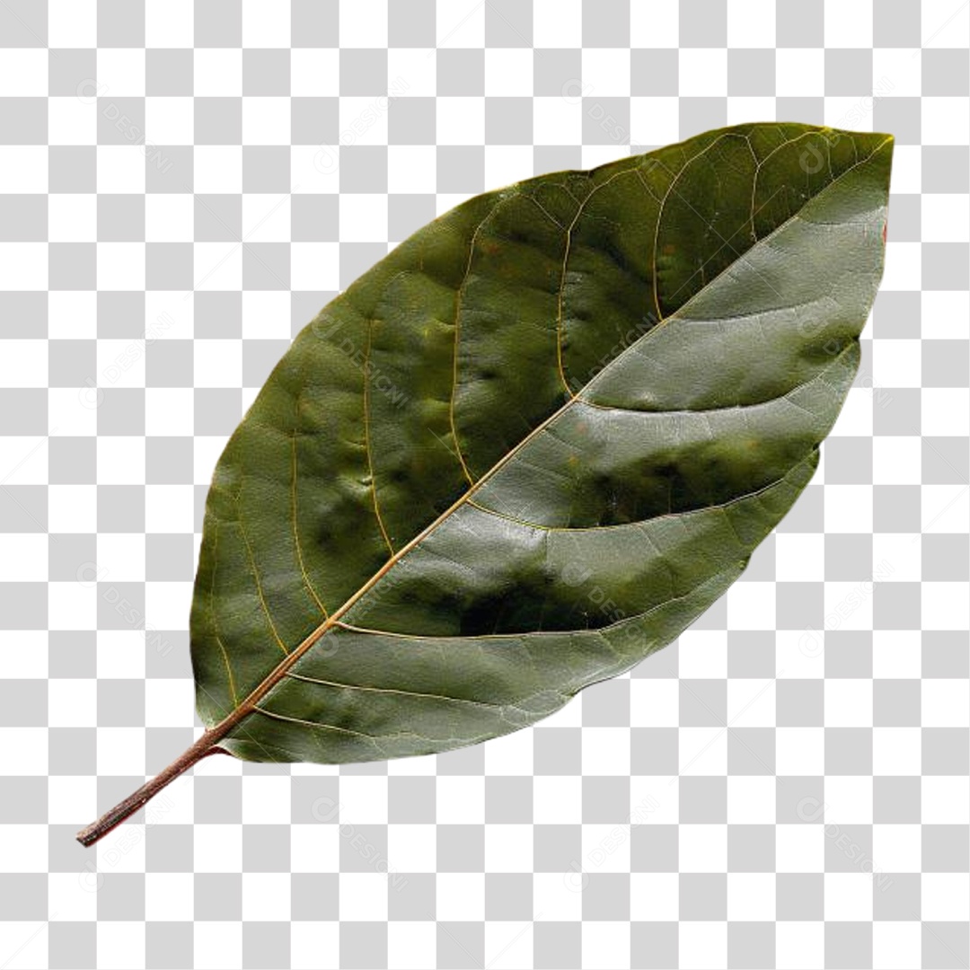 Folha PNG Transparente
