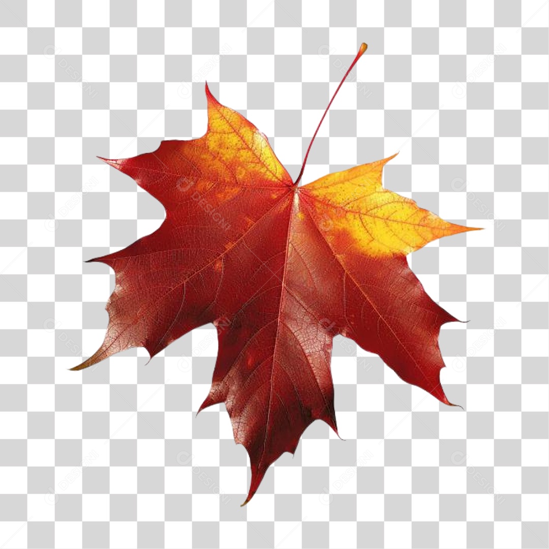 Folha PNG Transparente