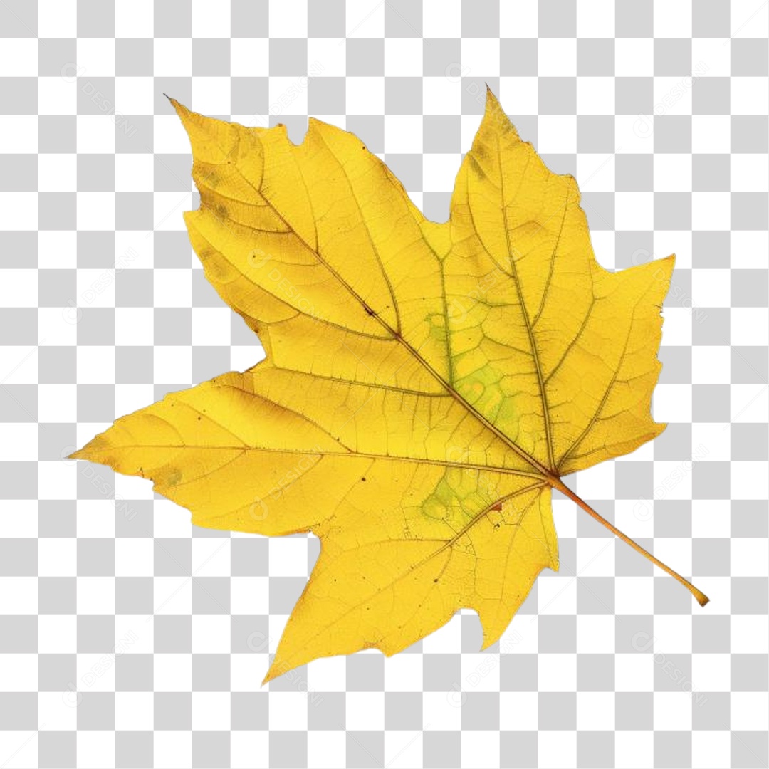 Folha PNG Transparente