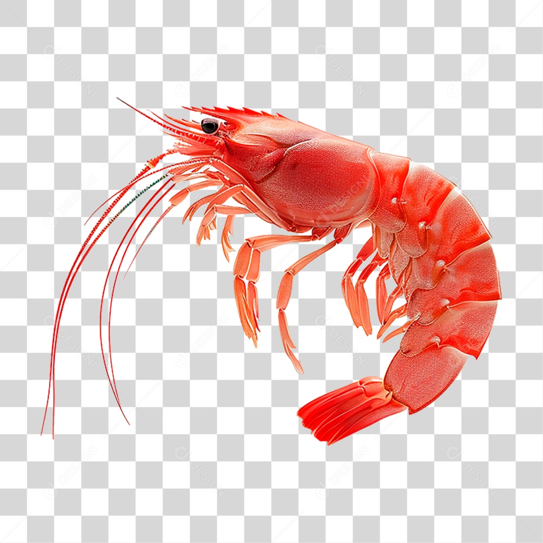 Camarão PNG Transparente