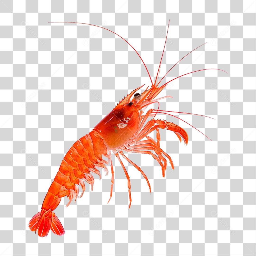 Camarão PNG Transparente