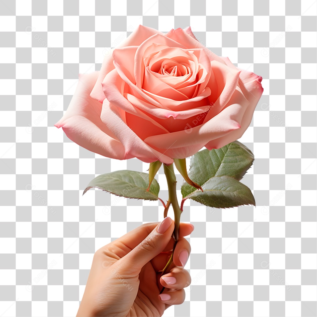 Mão Segurando Flor PNG Transparente