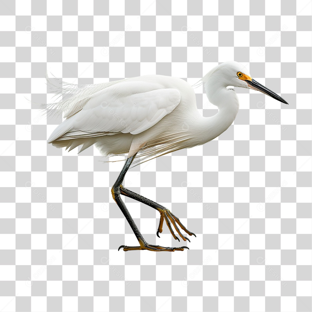 Garça Branca PNG Transparente