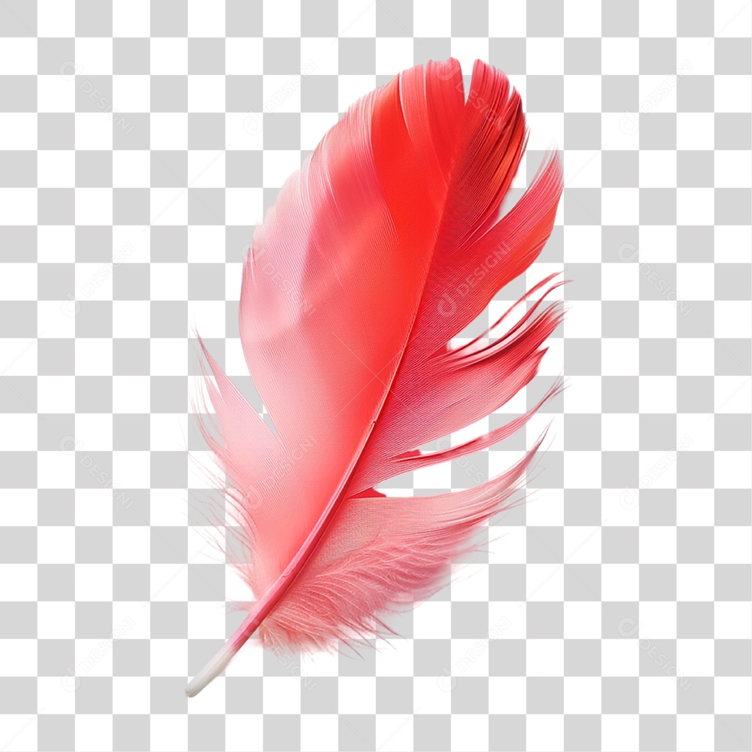 Pena de Ave PNG Transparente