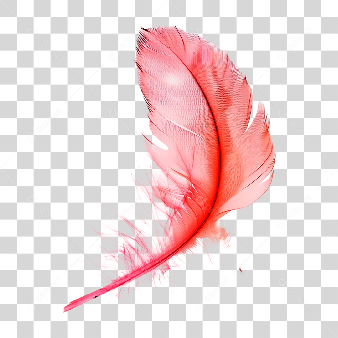 Pena de Ave PNG Transparente