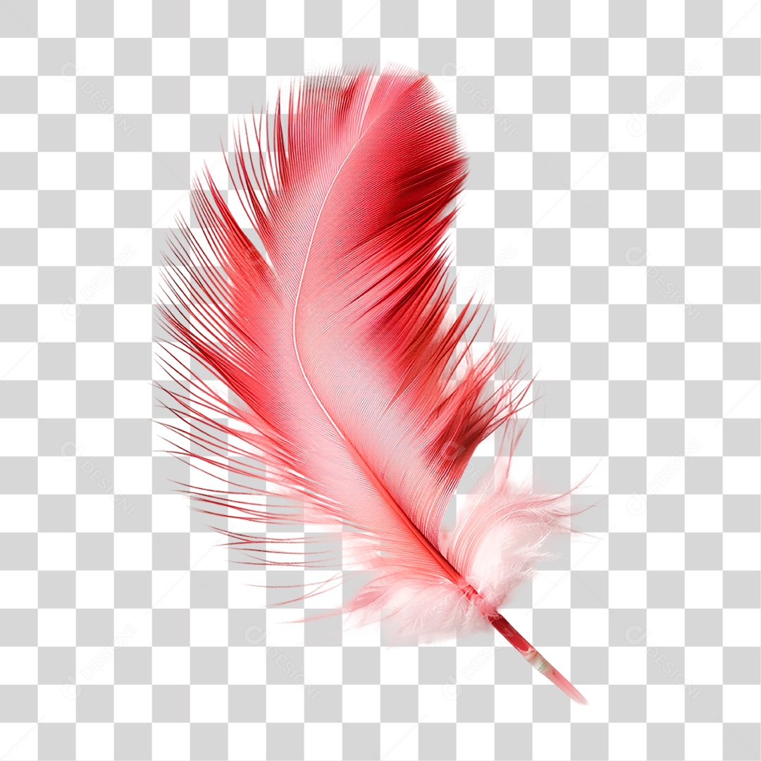 Pena de Ave PNG Transparente