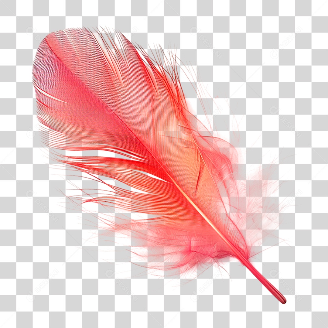 Pena de Ave PNG Transparente