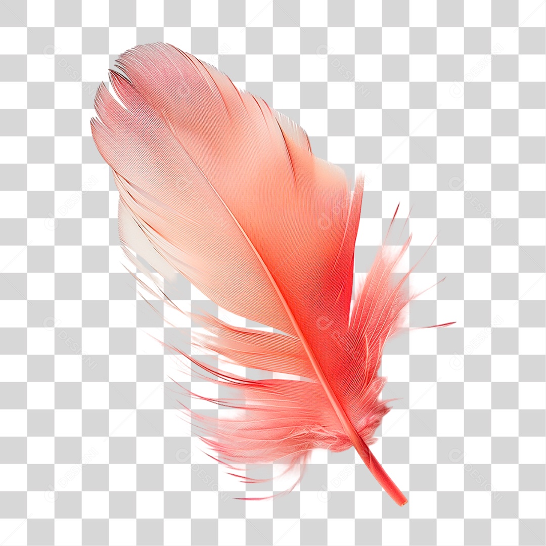 Pena de Ave PNG Transparente