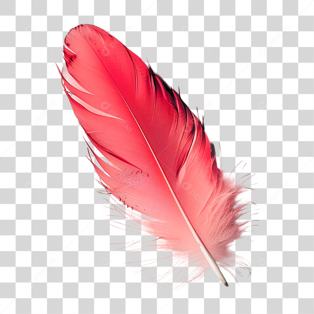 Pena de Ave PNG Transparente