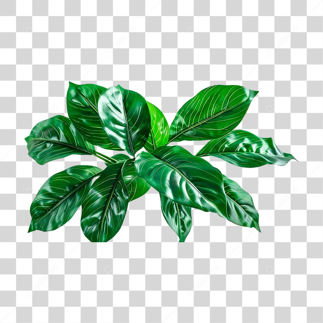 Planta Tropical PNG Transparente