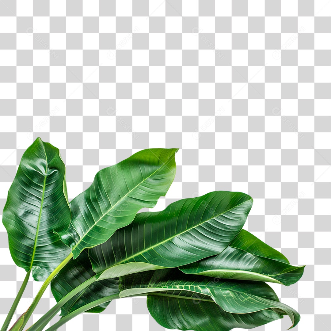 Planta Tropical PNG Transparente